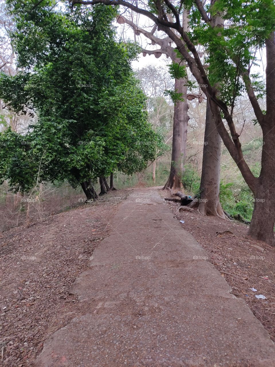 Beautiful😍 path👣👣👣👣👣👣👣👣photo📸