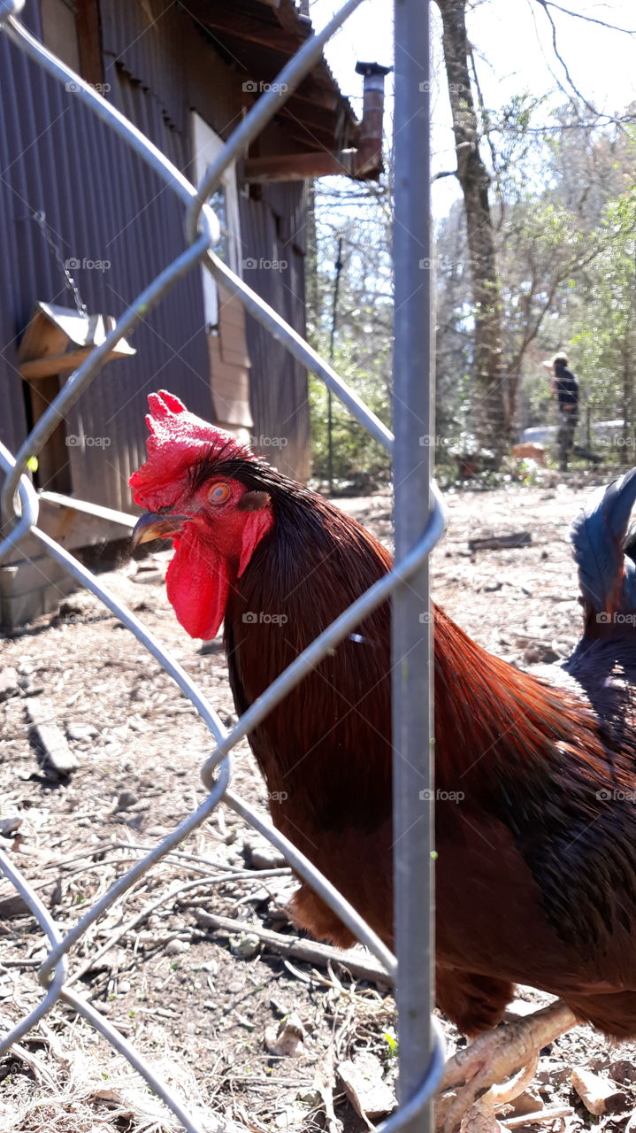 Rooster giving the one eye stare