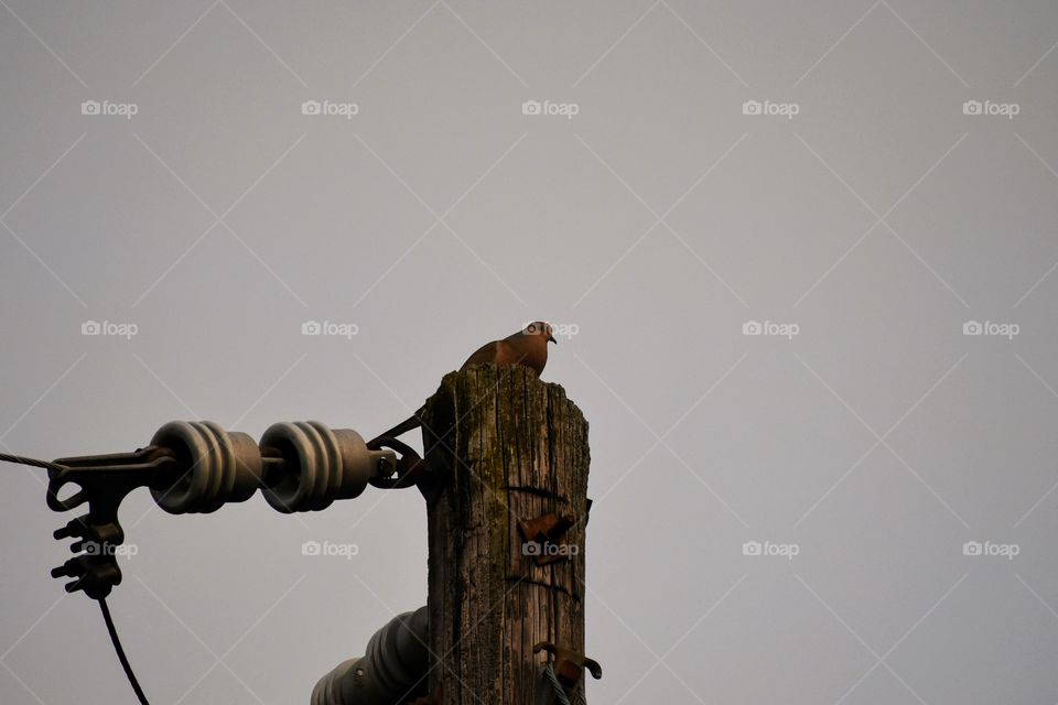 Pigeon perched on top of telephone pole