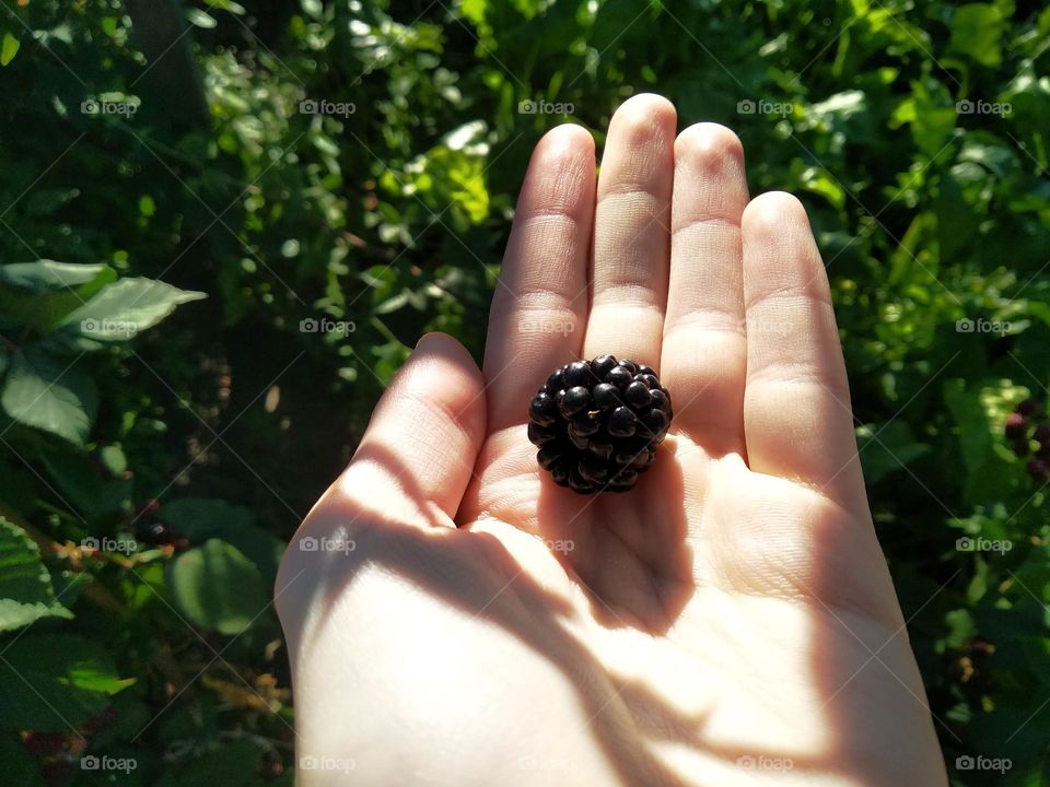Blackberry in the hand on green leaves background