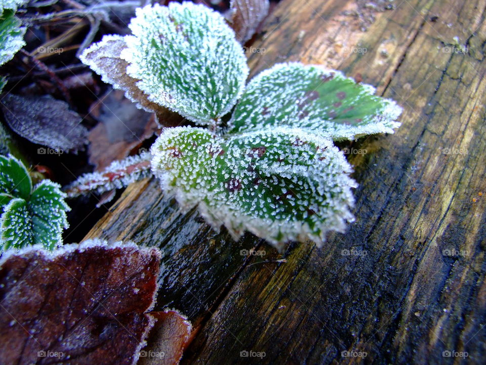 Green leaves covered in frost