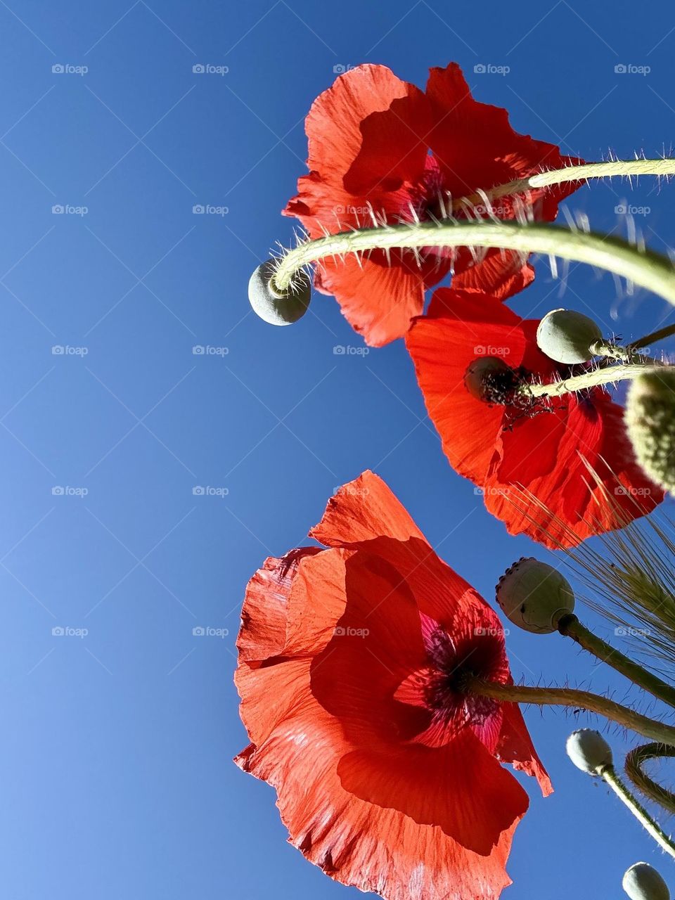 Red poppy in bloom, bottom view 