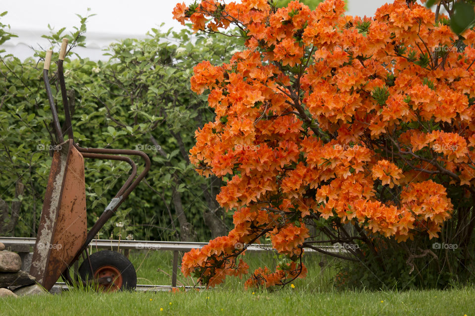 Orange azalea  and a rusty wheelbarrow in the garden 