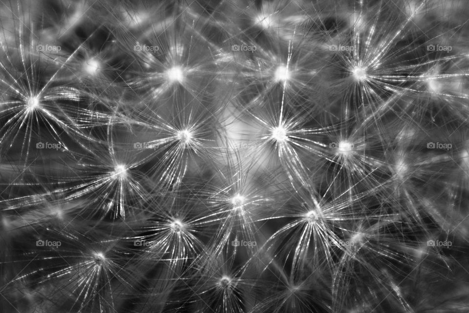 A macro shot over a dandelion.