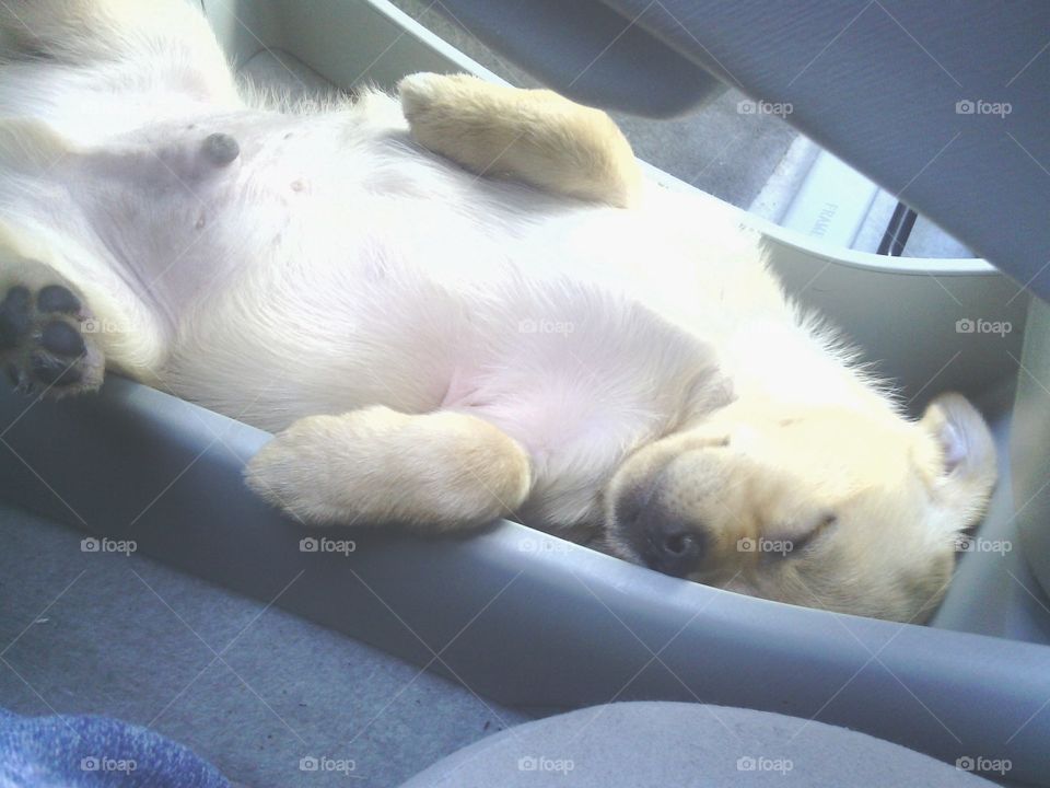 puppy asleep in a prius
