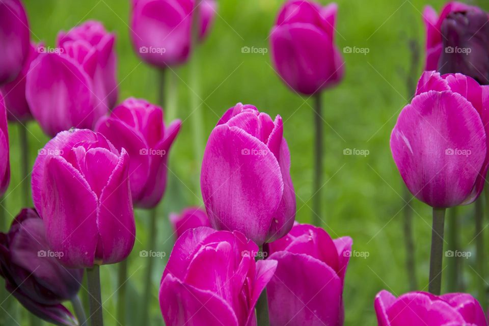 Bright, pink tulips against the background of green grass grow in the spring in the botanical garden.