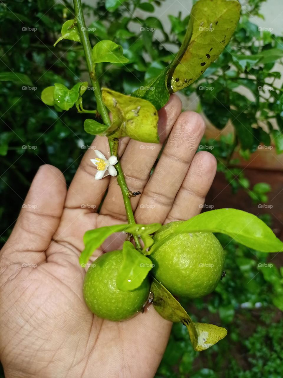 a fresh lemon holding human hand in lemon farm clousup photo