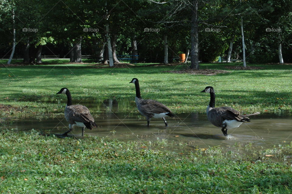 Geese