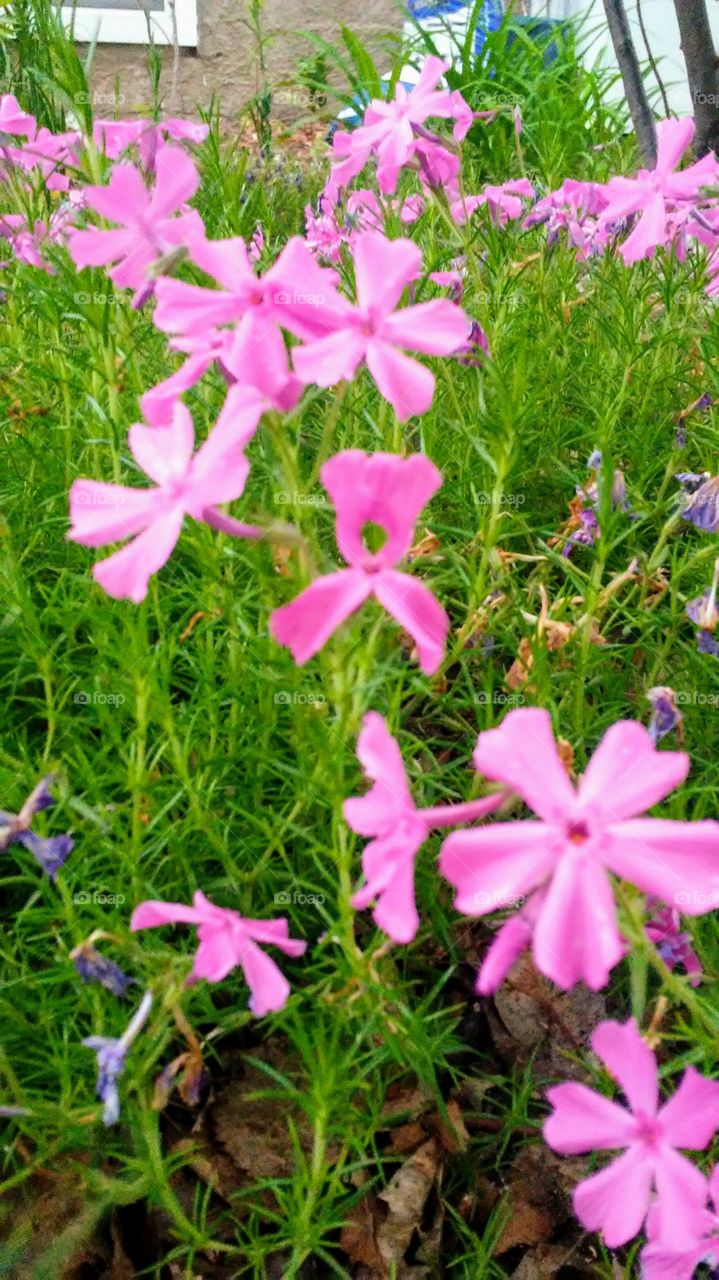 spring. flowers. beauty