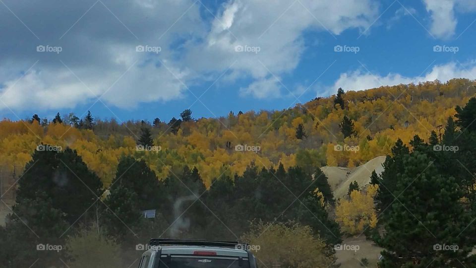 Pretty Fall Foliage