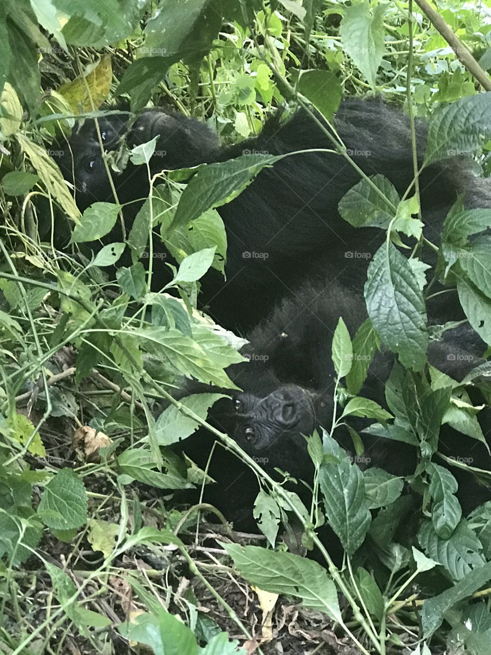 Mountain Gorillas in Biwindi, Uganda. Female gorilla with 4 month old.