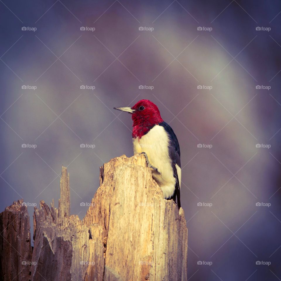 red-headed woodpecker