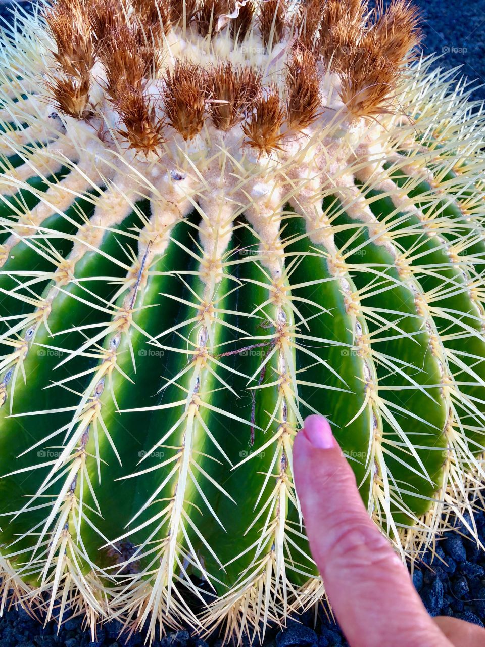 sticky cactus