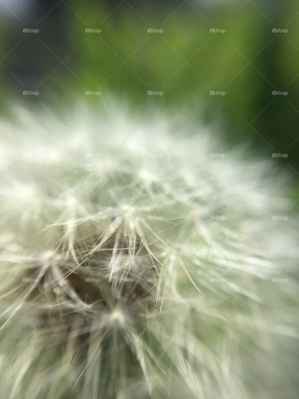 dandelion fluff