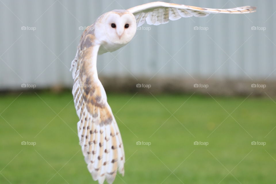 Barn owl