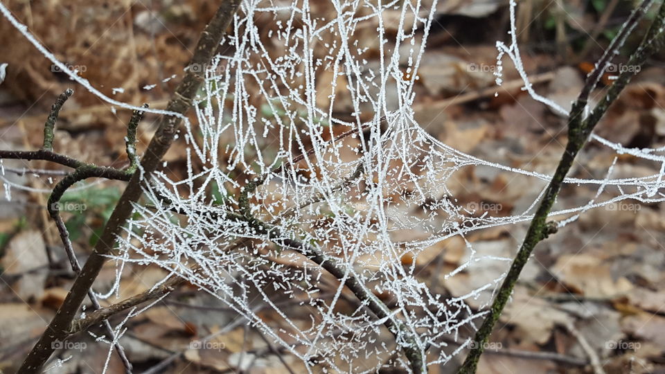 Frozen spiderwebs