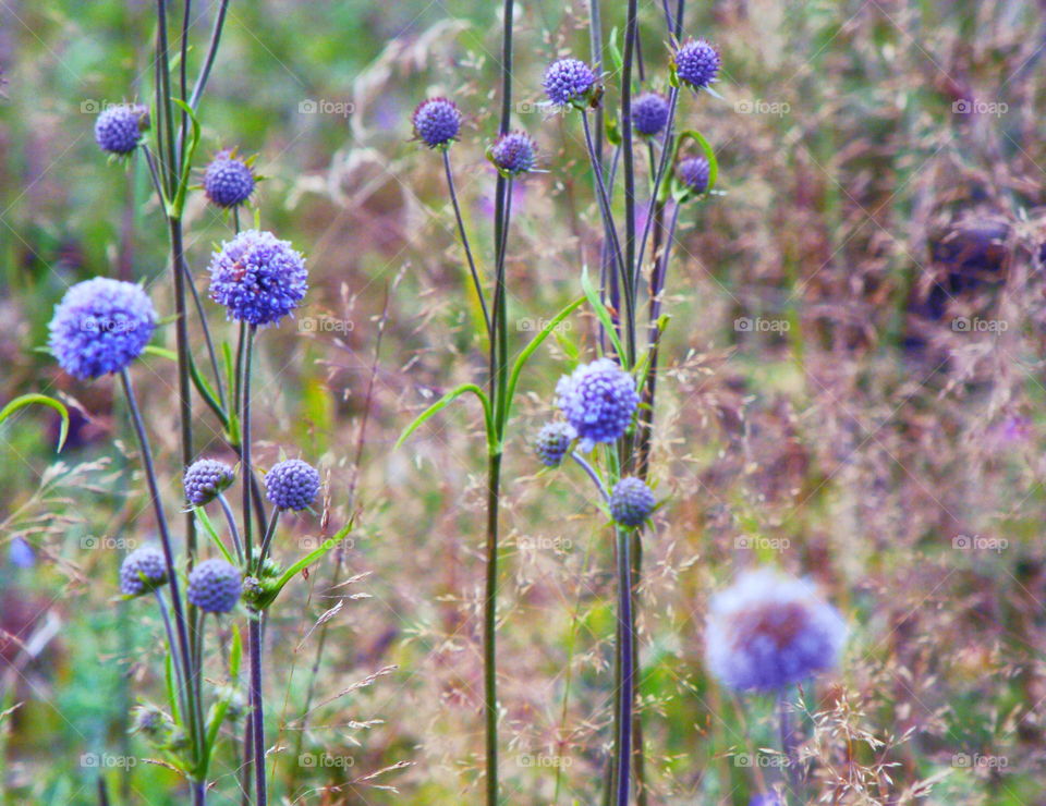 Purple summer flowers in Russia