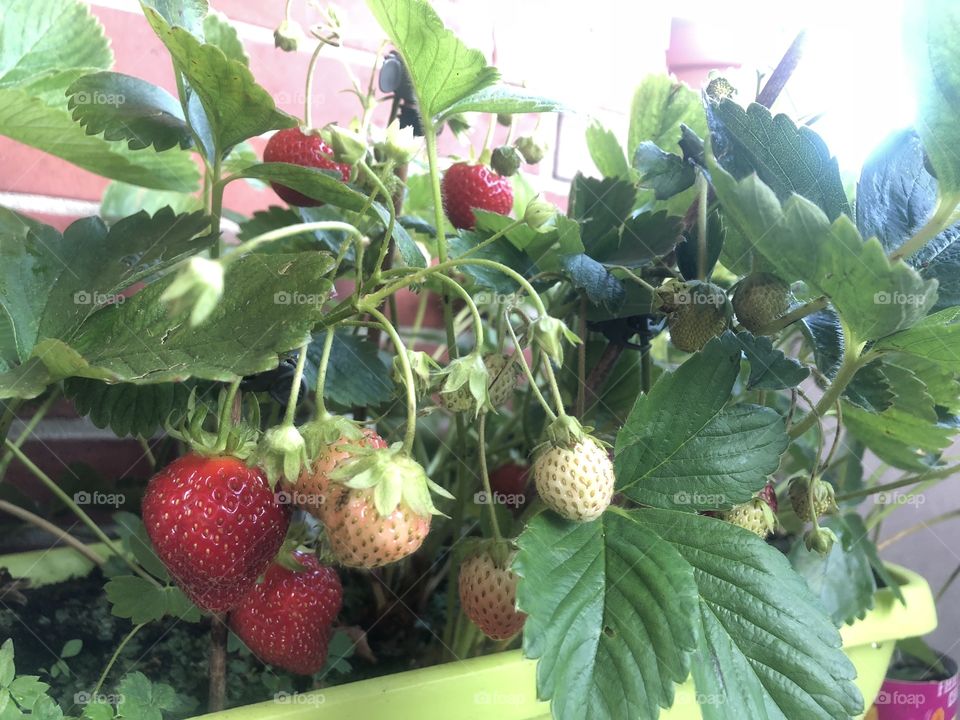 Near the strawberries