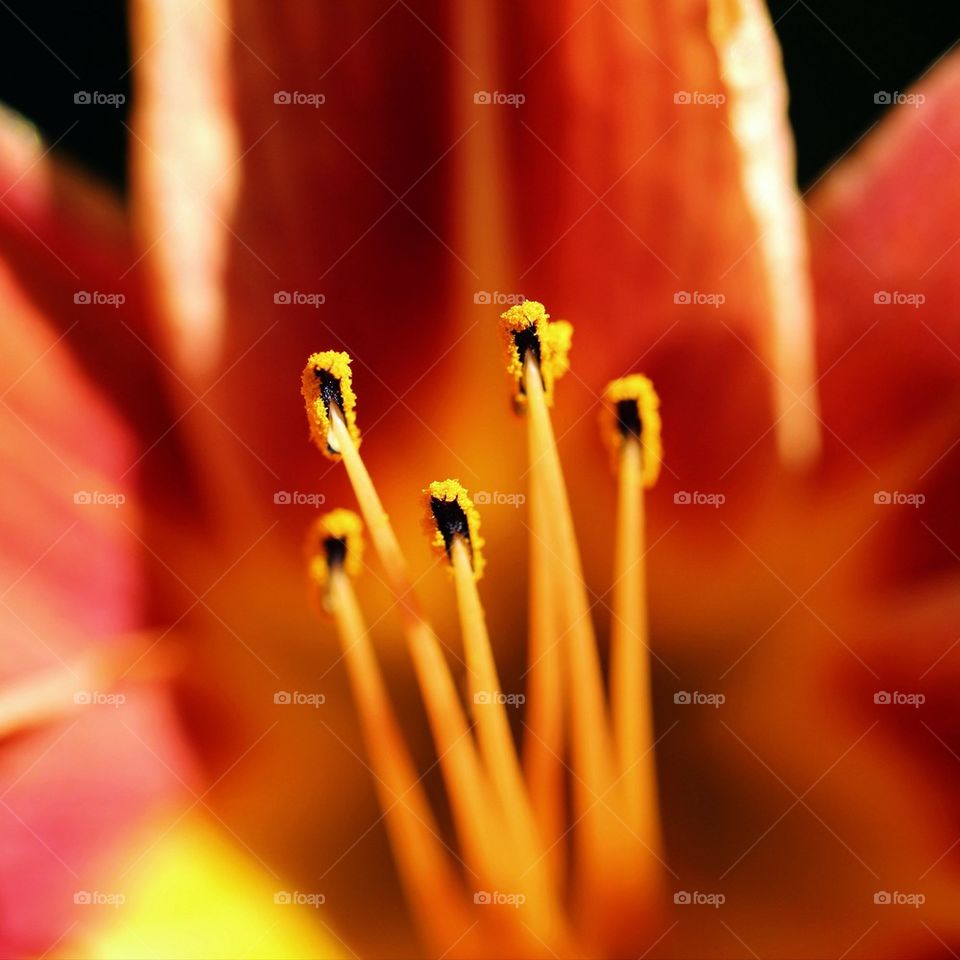 Close-up of lily flower