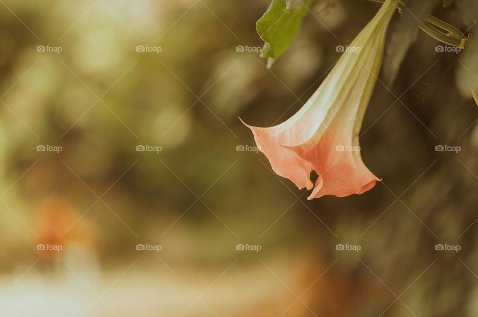 Beautiful creations of nature, a full bloomed bell flower.