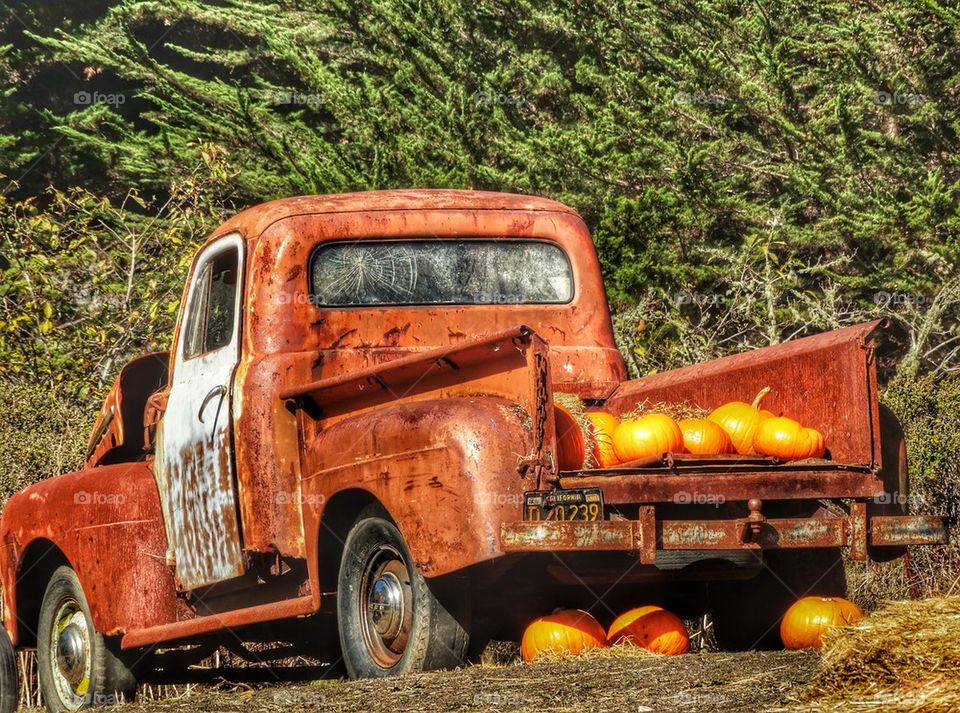 Rusty Old Truck At Pumpkin Farm