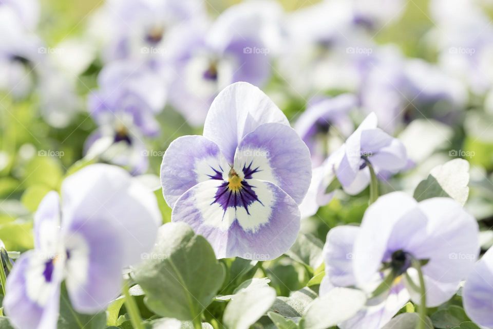Closeup of purple pansies flowers