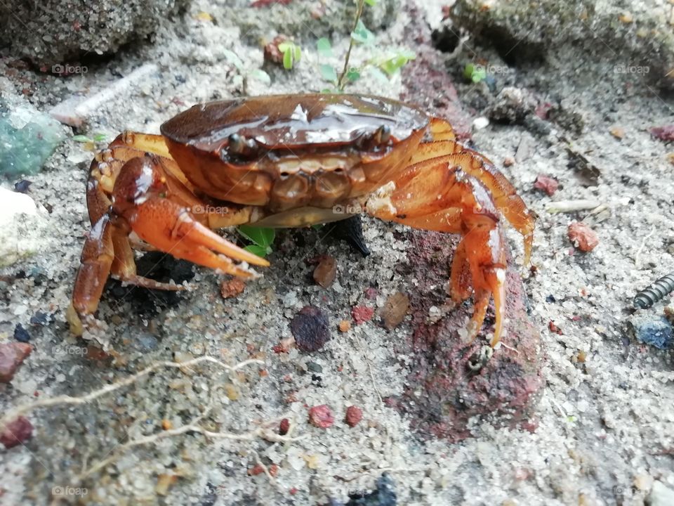 He came to my place to say hi and Good morning # crab love 😀💙💙💙