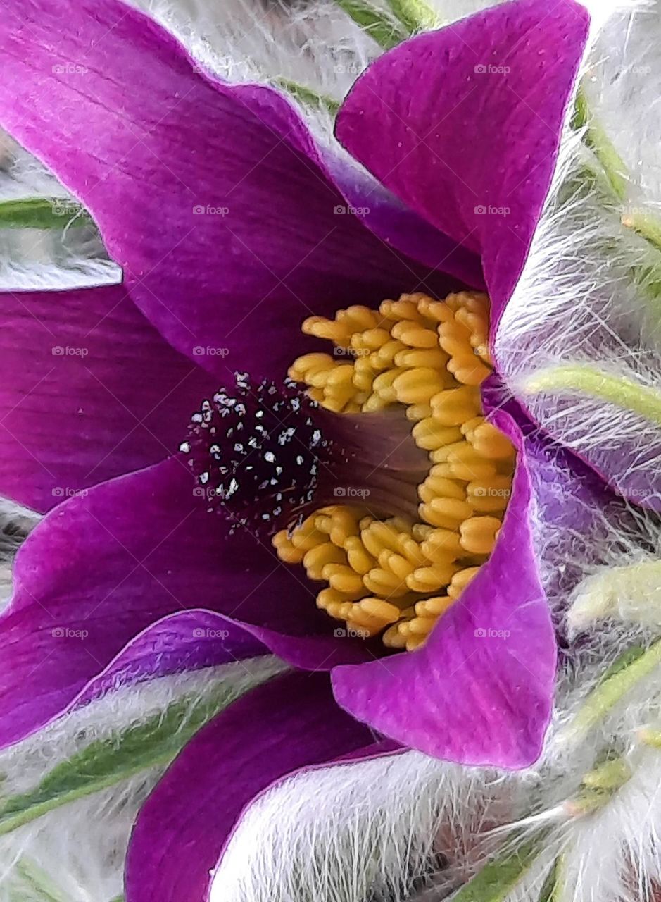 macro of purple pulsatilla flower