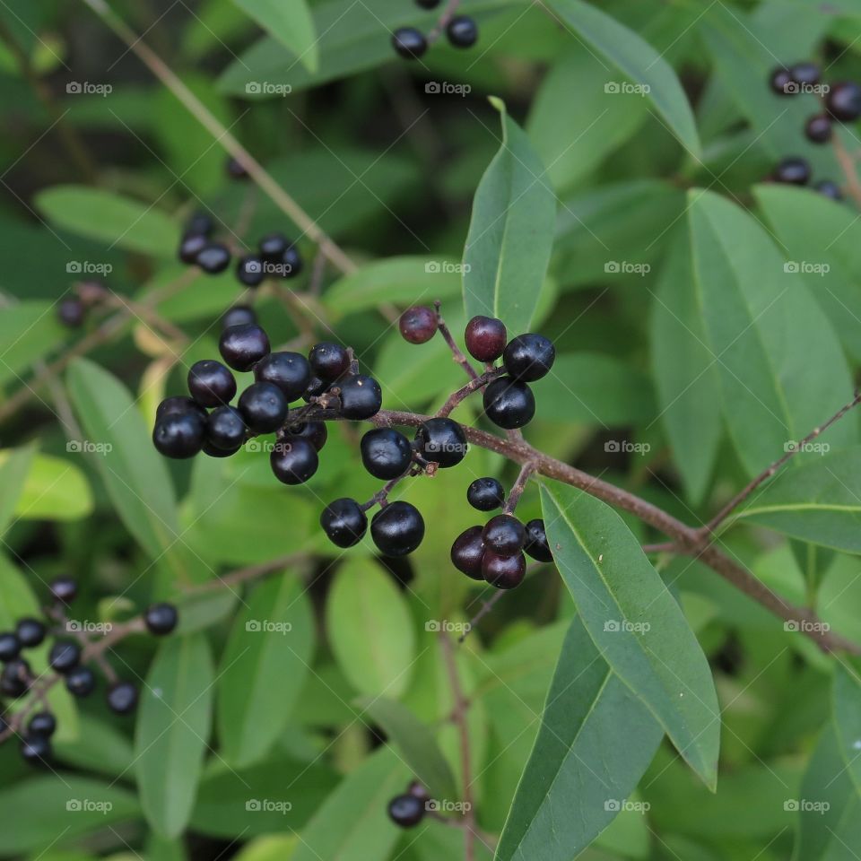 Berries 