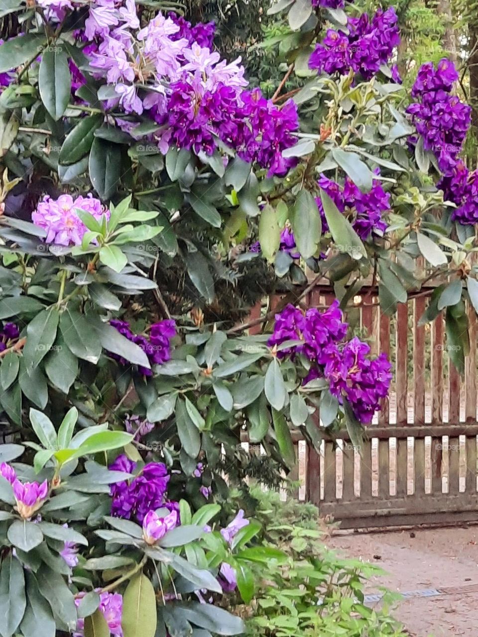 magenta flowers of rhododendron