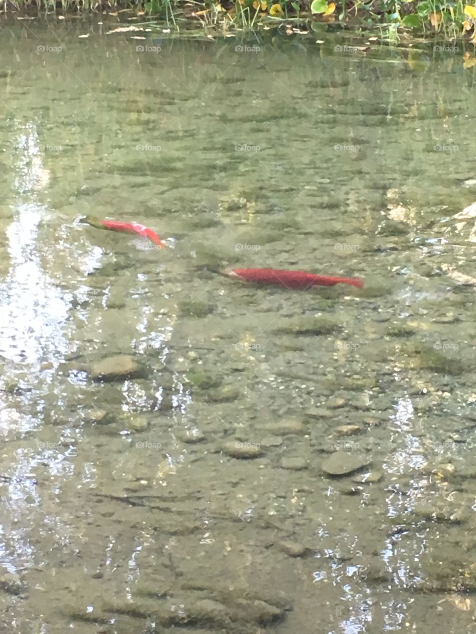 Salmon spawning 