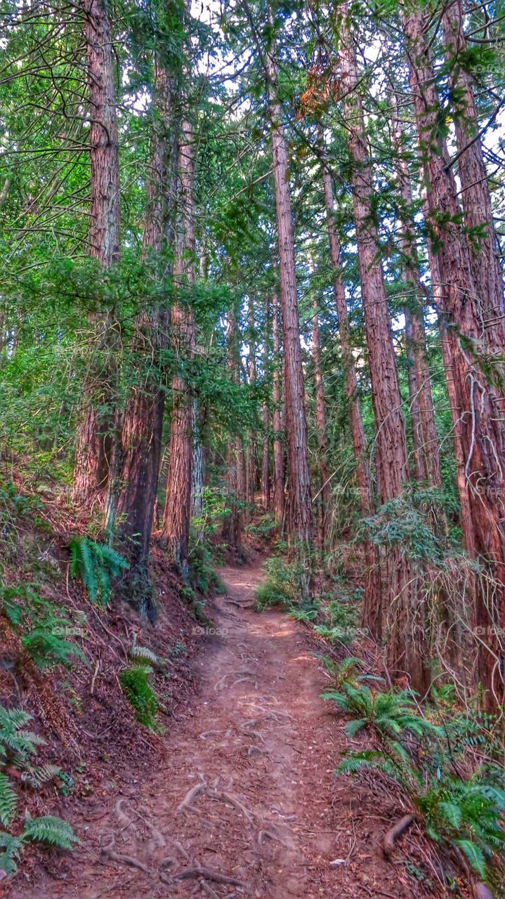 Beautiful redwood lined hiking trail at Oakland Regional Park. 