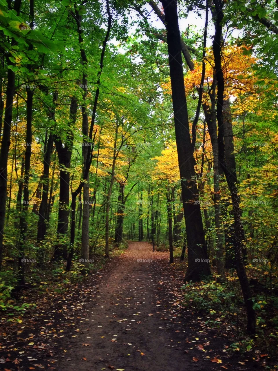 Trail