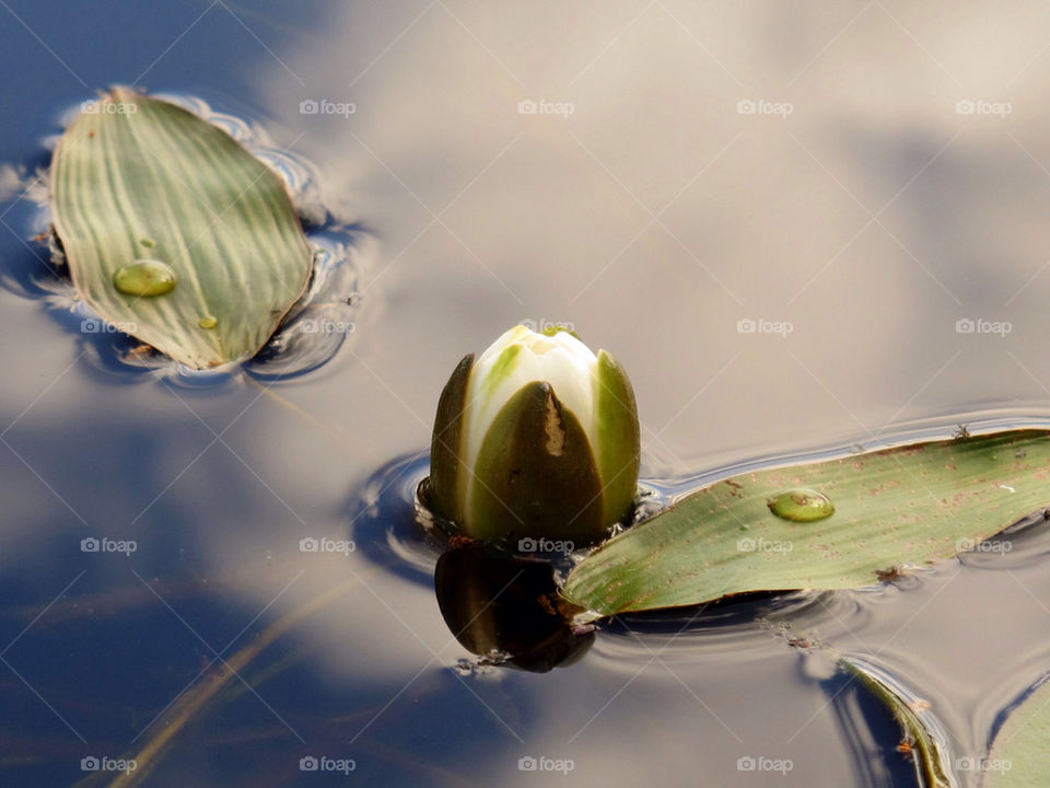 flower water lake lily by mirre