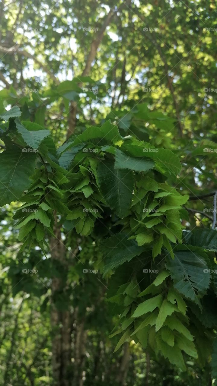 Blooming trees, my favorite time, everything is beautiful and the air is filled with delicious aromas