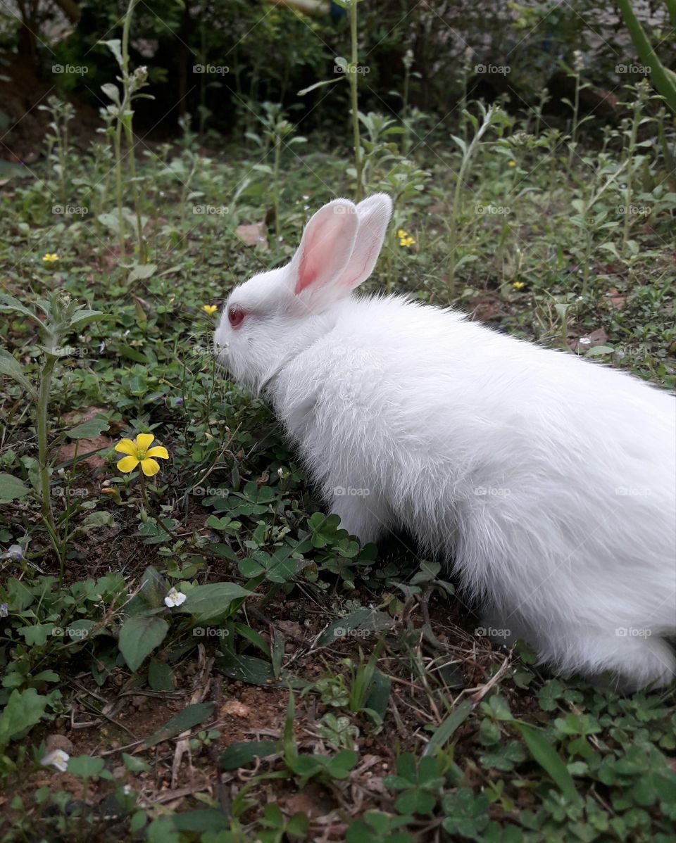 Bunny in gr
