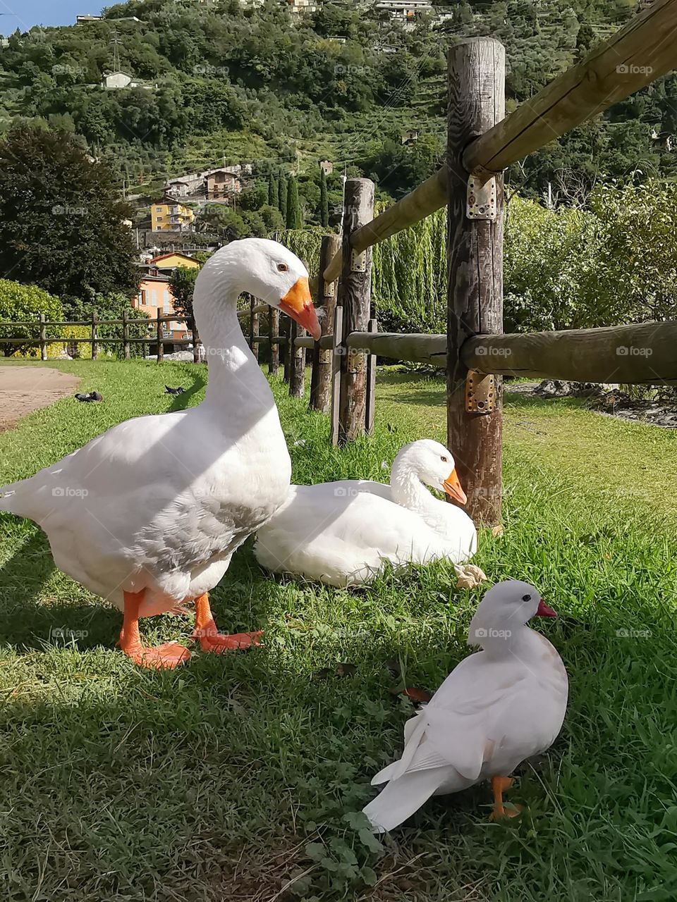Three white birds. Animals planet. Nature. Summer time. White duck.