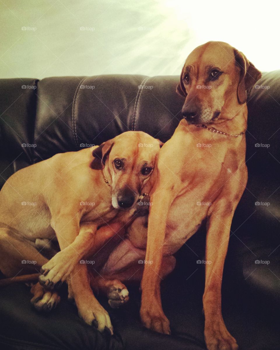 Once they're up there, getting them off the couch is nearly impossible