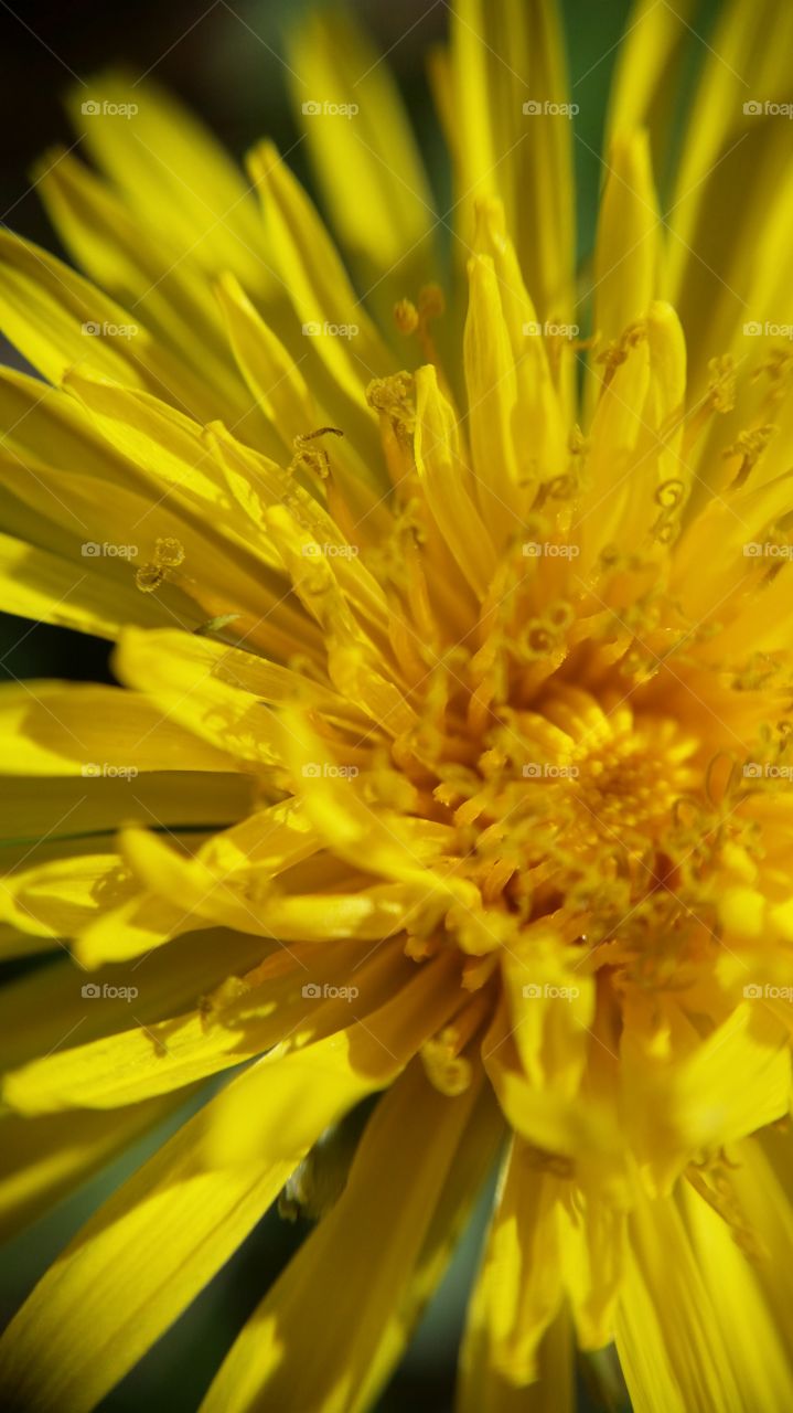 dandelion closeup