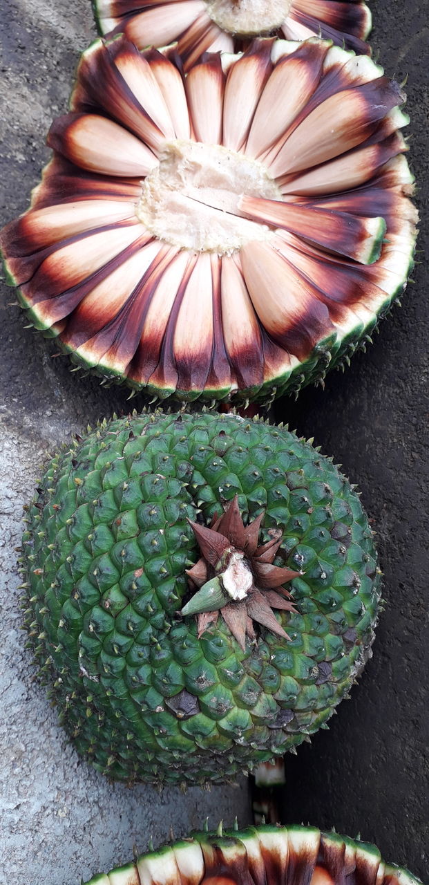 pine tree fruit