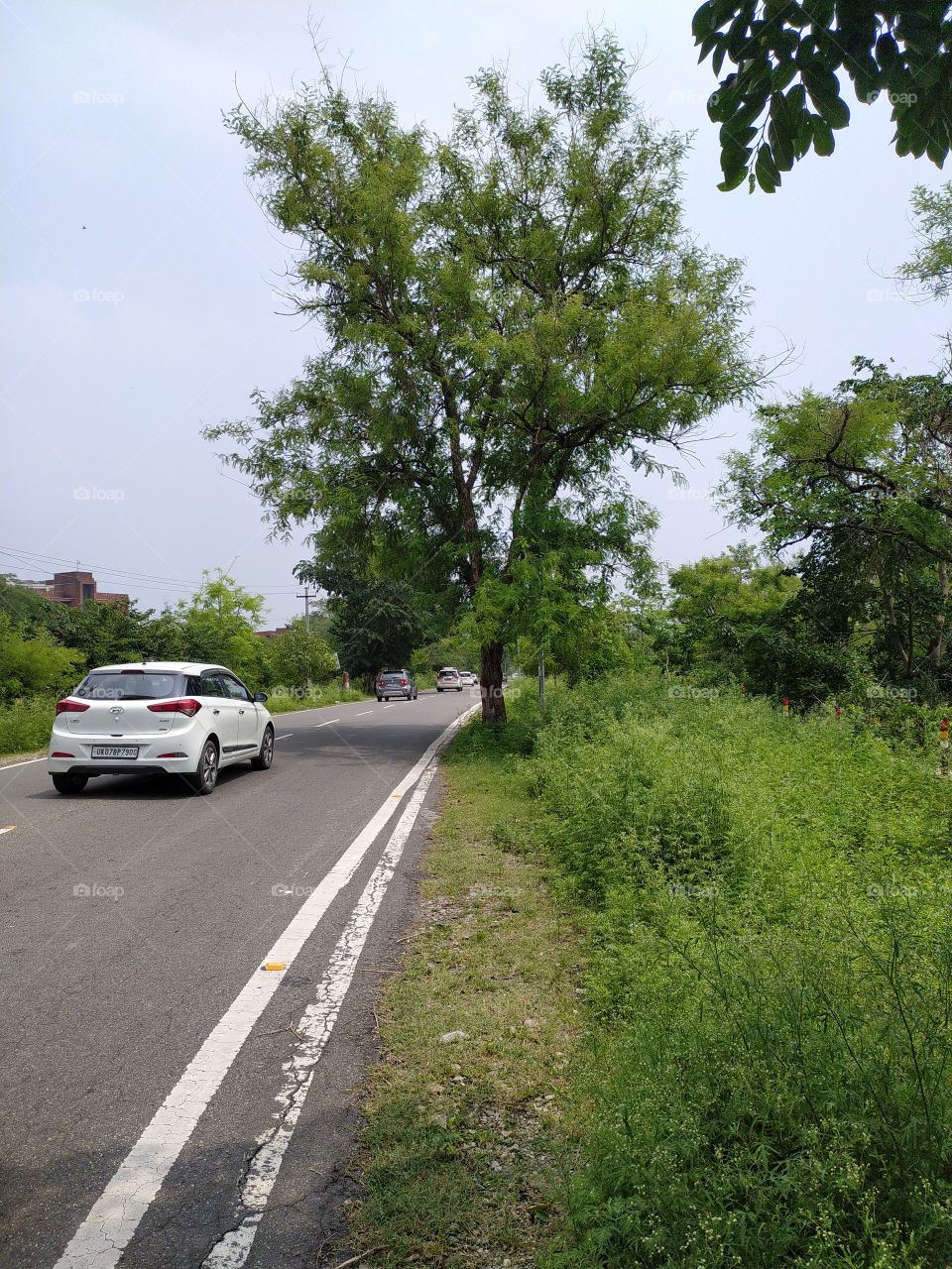 It's a pleasant wonder driving along a green wooded road