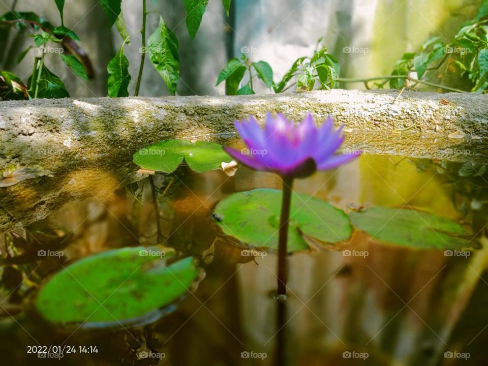 blue water lilly  flower in pond beautiful bestone