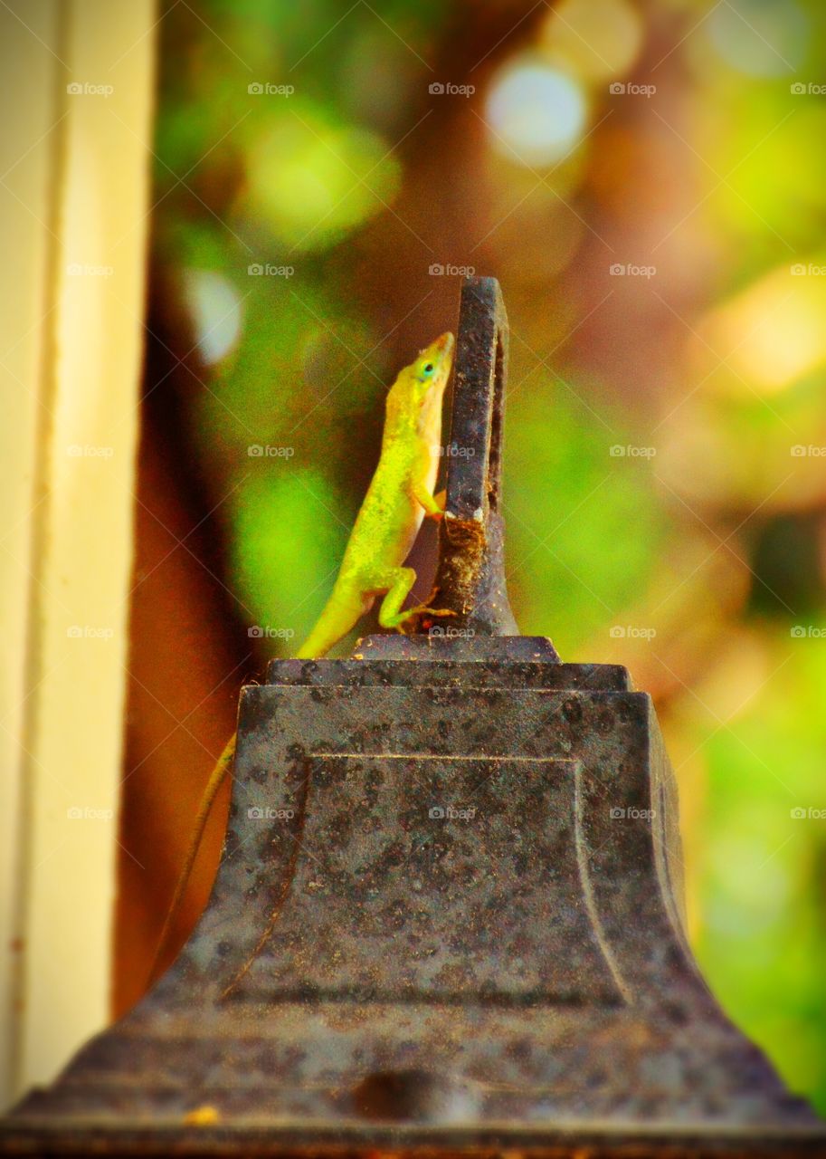 Anole lizard 
