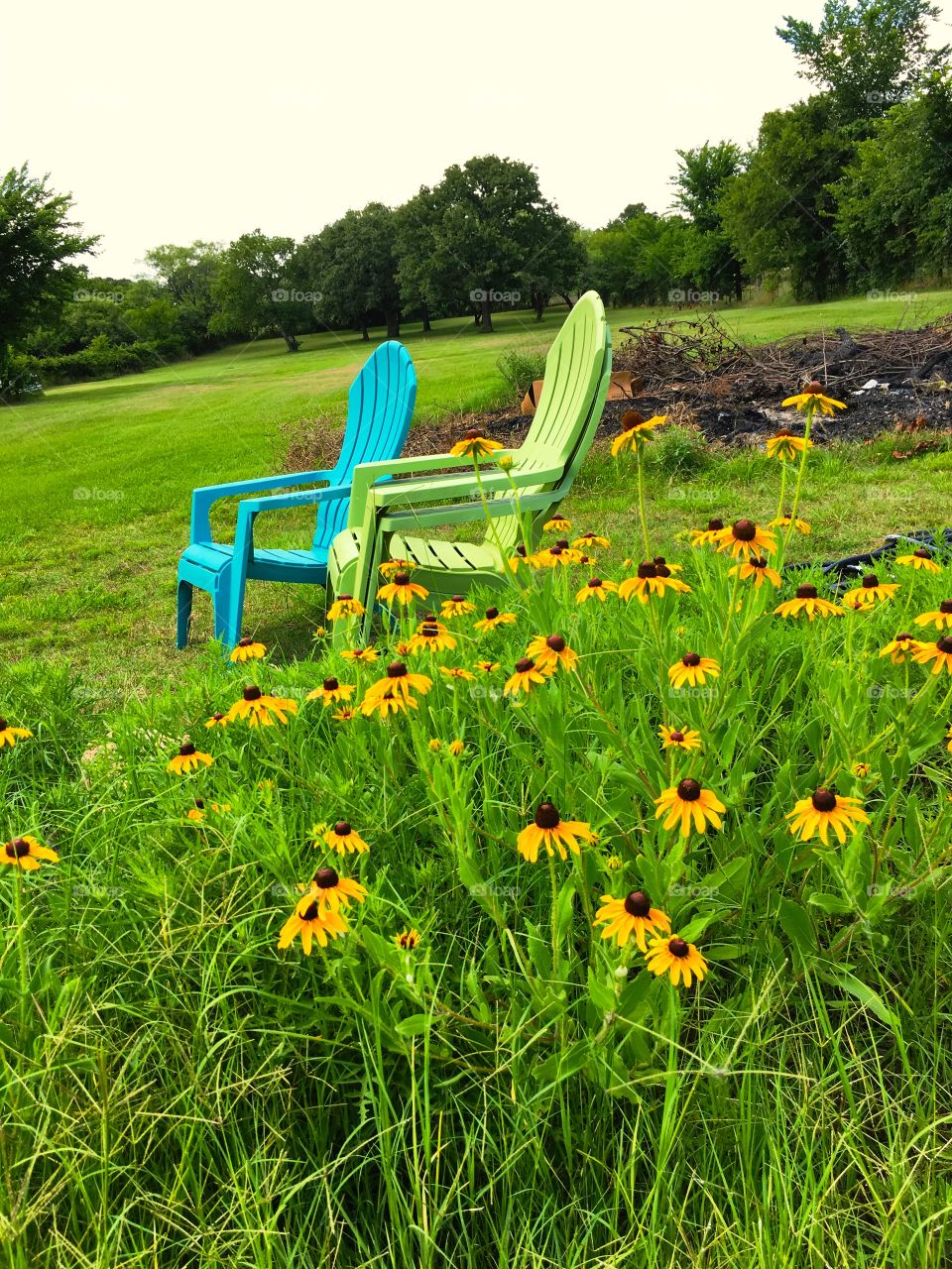Lawn chairs nestled in wild yellow sunflowers in a countryside pasture 