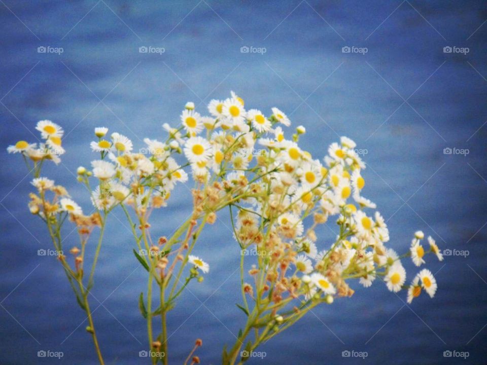 White flower 😊