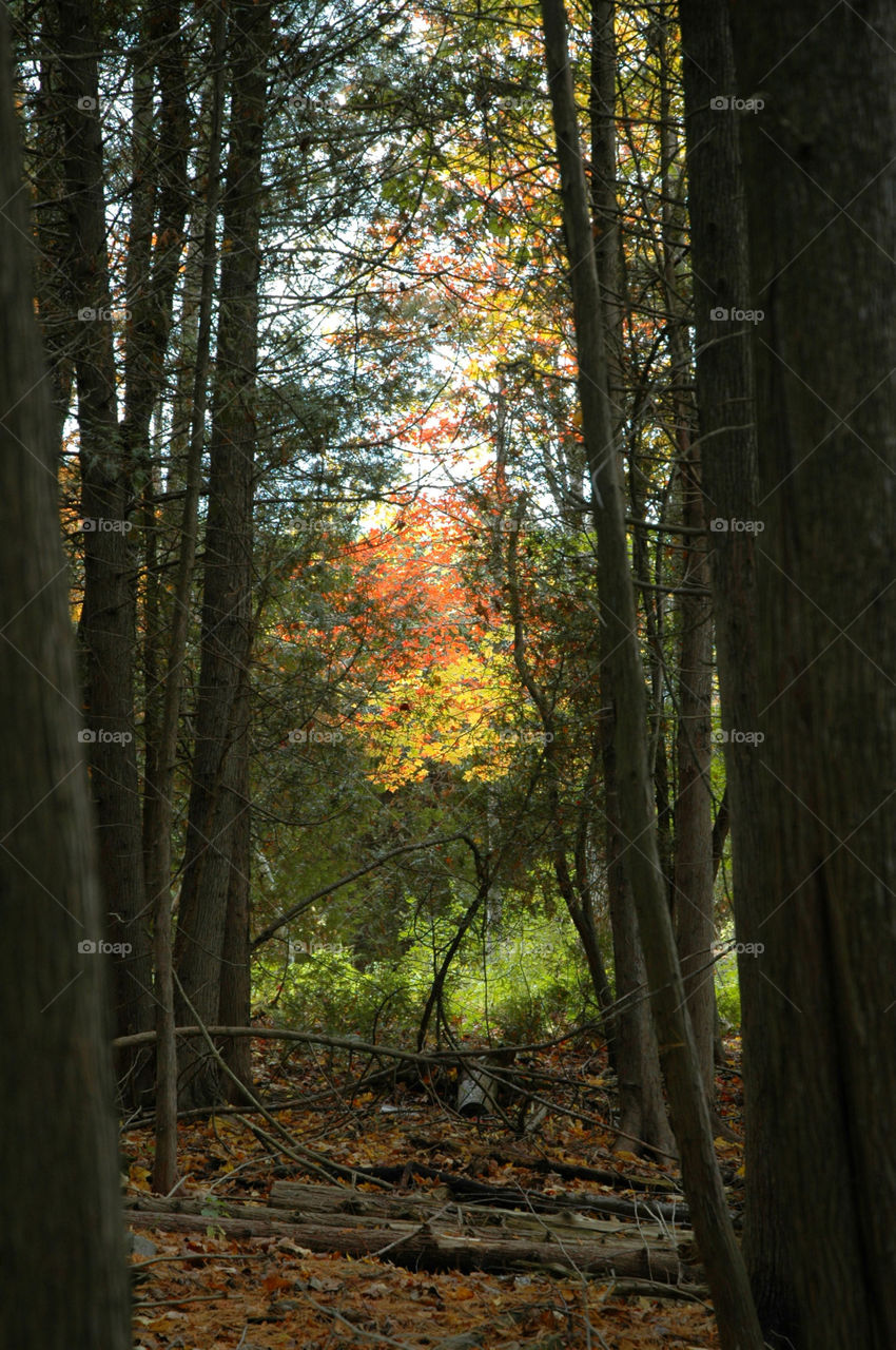 View of tree trunk in forest