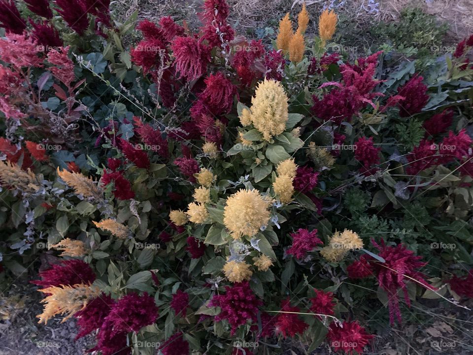 Purple Rain Flowers