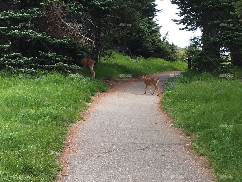 Baby fawn following mama deer