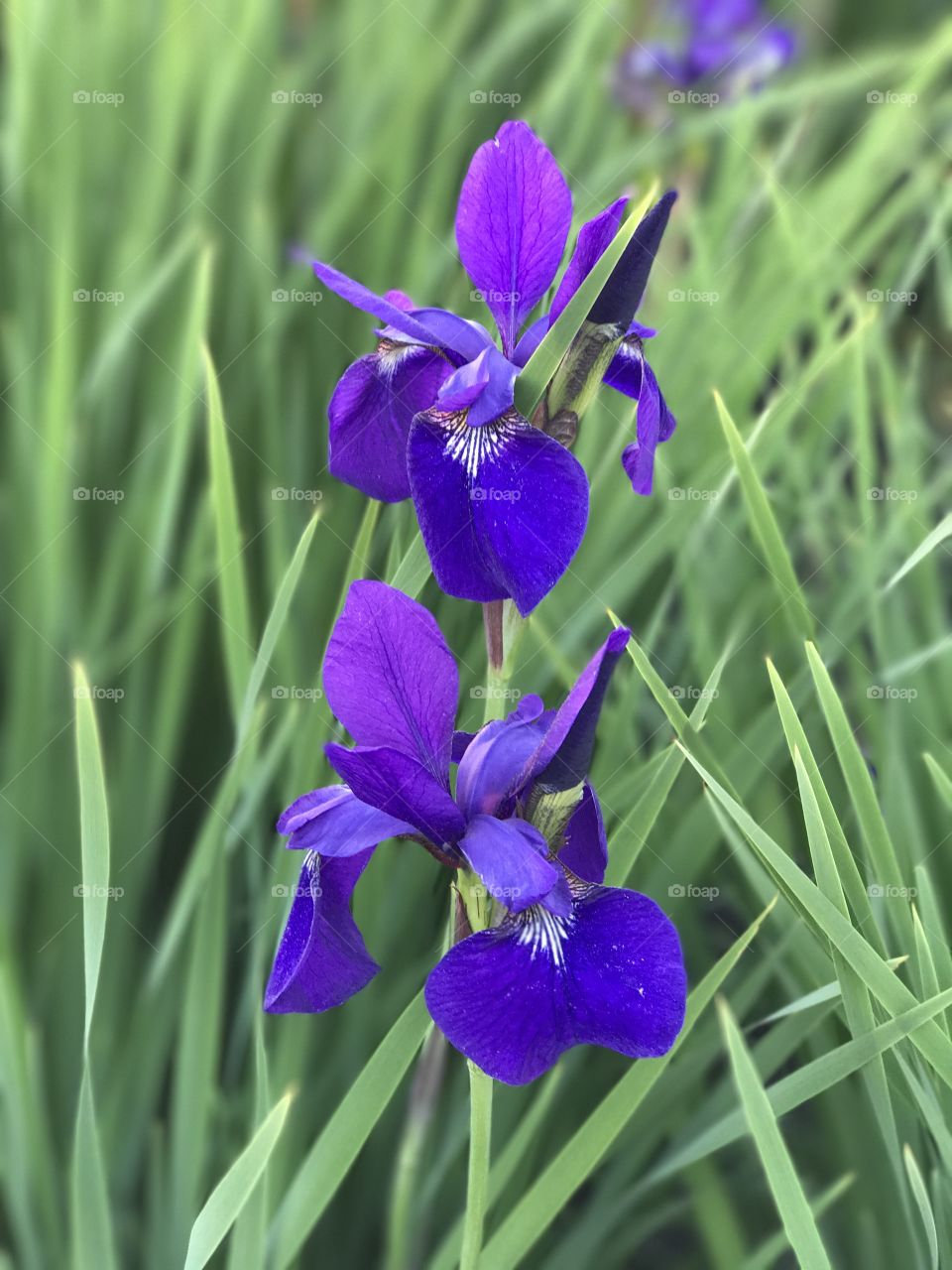 Purple Iris