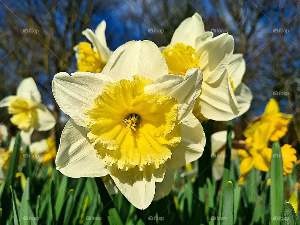 Spring on a cold and windy saturday in the Netherlands